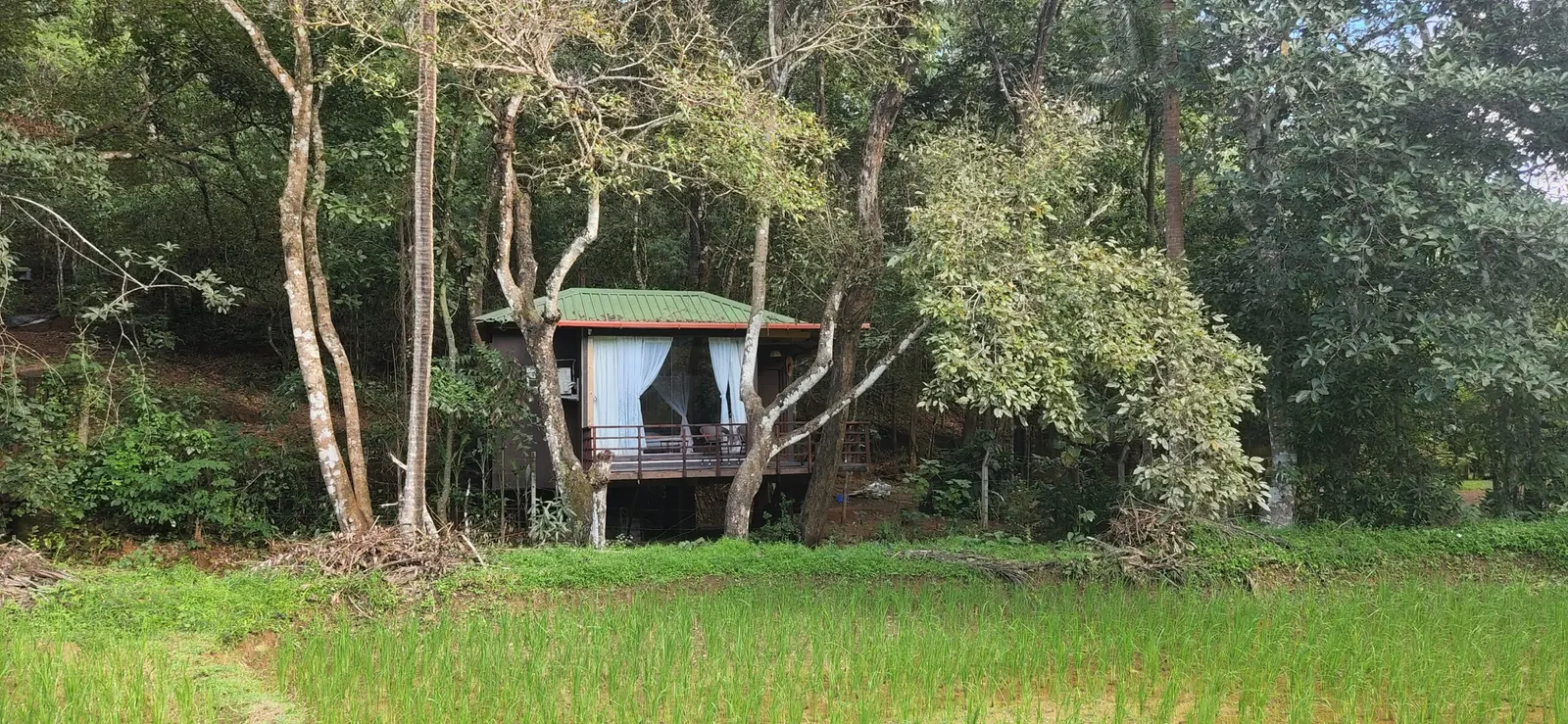 The Machan seen across the paddy field